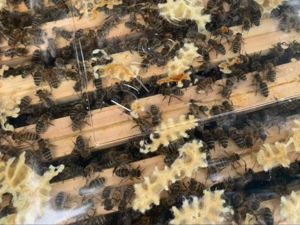 Bild 0: Frau Honig`s Bienen
